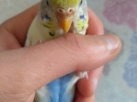 Acil satılık muhabbet kuşu
