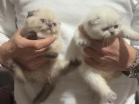 Scottish Fold Blue Point Üst Kalite Kardeşler