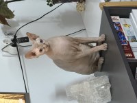 Yavru sphynx