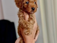 Poodle 3 aylık gönderim yoktur gelip alabilirsiniz