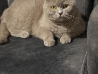 3 yaşında scottish fold kısır kedime yuva arıyorum