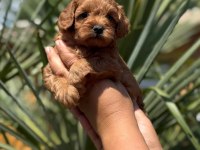 MALTİPOO YAVRULARIMIZ