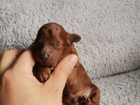 Toy poodle 2 erkek dark brown