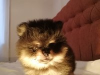 Pomeranian boo