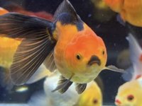 Oranda japon balığı
