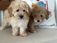 Ankaranın show kalite maltipoo yavruları
