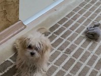 MÜKEMMEL MALTİPOO