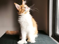 XXL maine coon erkek tüm aşı ve belgeleri dahil şecereli
