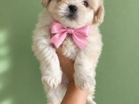 Maltese terrier yavrularımız