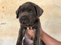 DEV CANE CORSO İTALİANO YAVRULARI