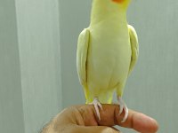 ERKEK SULTAN PAPAĞANI