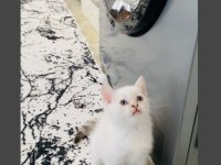 SAFKAN MAVİ GÖZ BRİTİSH YAVRULARIMIZ