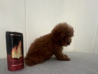 15 Haziran doğumlu minik erkek ve dişi poodle