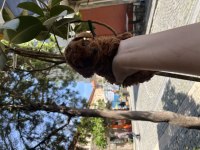 Kore Poodle Ve Toy Poodle Oğlanlar