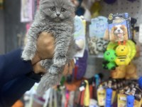 Longhair scottish fold