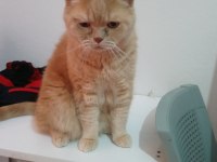 Scottish fold yavrularımıza yuva arıyoruz