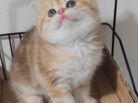 British shorthair kedisi