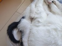 Sımsıcak yüreği olan bir dişi smokin kedi