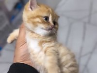 British shorthair golden arayanlara