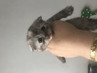 Scottish fold kediler