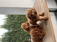 Sağlık Garantili Toy Poodle Bebekler