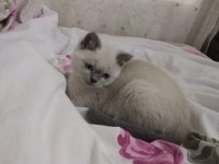 British Shorthair Bluepoint Miniklerimiz Ailelerini Bekliyor
