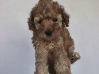 Toy Poodle bebekler