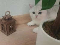 Üreticiden british shorthair