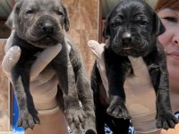 Cane corsa alan koruma köpeği yavruları