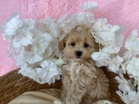 IRK GARANTİLİ MALTİPOO YAVRULARI 