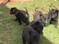 Safkan black malinois