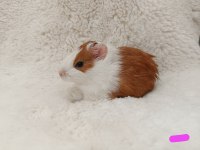 Guinea Pig Bebekler