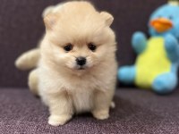 2 aylık pomeranian yavrularım