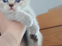 British Shorthair Yavrular Sahiplendirilecektir