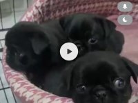 Siyah Pug Yavrular