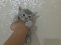 British shorthair kedileri