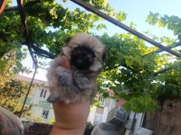 Pomeranian bebekler