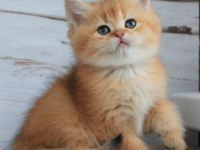 British Shorthair Yavruları
