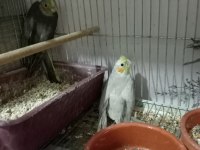 Yavru ve yaşında sultan papağanları