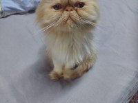 İran Persian Dişi Kedimiz