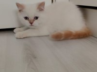 Dişi ve erkek british longhair mevcuttur