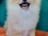 Şecereli Teacup Pomeranian Yavrularımız