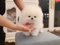Pomeranian boo ırkının en Nadide kalitesi
