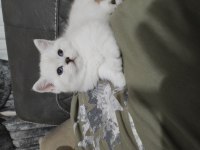 Sevimli british longhair minnaklar