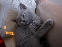 British shorthair 2 aylık dişi yavru