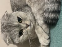 Yuvarlak kafam scottish fold