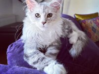 Safkan maine coon bebekler