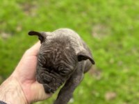 Yeni french bulldog yavrular