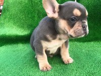 A kalite french bulldog erkek bebekler
