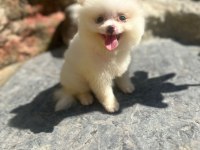 Tilki Surat Pomeranian Boo yavrularım